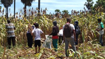 Desa Baolaliduli di Lembata, Dijadikan Lumbung Jagung dan Sapi