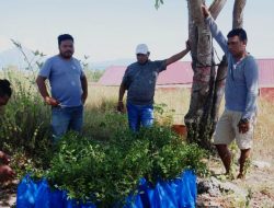 WALHI NTT Sumbang 300 Anak Pohon di Lokasi RISHA Lembata
