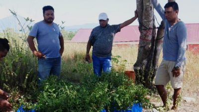 WALHI NTT Sumbang 300 Anak Pohon di Lokasi RISHA Lembata