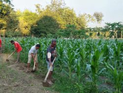 Ngintip Sosok Anggota DPRD TTU Hilarius Ato Bertani Jagung Menghasilankan Puluhan Juta
