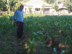 Ajakan Mantan Anggota DPRD Bertani Untuk Demi Ekonomi RT