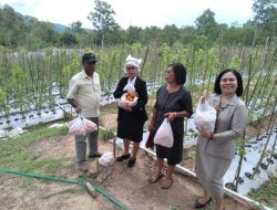 Unimor Pertama Kali Panen Perdana Di Musim Hujan
