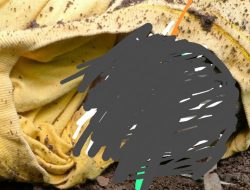 Kasus Temuan Mayat Bayi Dikubur, Pelaku DT Diduga Minum Ramuan Sebagai Obat Penggugur