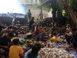 OMK Paroki Hokeng Tingkatkan Pendapatan Kas dengan Memproduksi Kopra