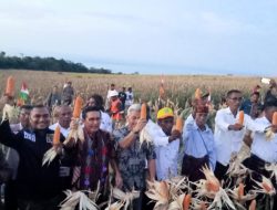 Wakil Ketua MPR-RI dan Anggota DPD-RI Bung AWK Panen Raya Jagung Hibrida di Pelosok Flotim