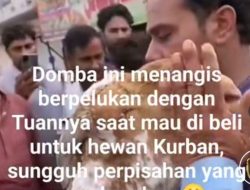 Sedang Viral Domba Menangis Berpelukan dengan Tuan Saat Mau Dibeli untuk Hewan Qurban