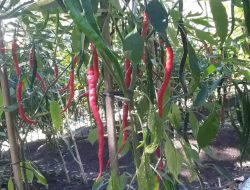 Marsel Djogo, Mantan Perantau yang Sukses Berholtikultura di Kabupaten Sikka