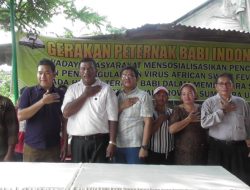 Gerakan Peternak Babi Indonesia Harap Pemerintah Peka Virus ASF Babi