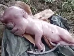 Peristiwa Unik di NTT, Babi Mirip Manusia dan Kulit Seperti Bayi Baru Lahir
