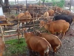 Janji Kampanye Bupati dan Wakil Bupati  Munai Pujian dari Masyarakat TTU