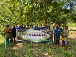 BRI Cabang Kalabahi Bagikan 1500 Anakan Rambutan dalam Program Menanam