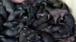 Viral! Babi Betina di NTT Lahir Puluhan Ekor Anak Babi