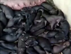 Viral! Babi Betina di NTT Lahir Puluhan Ekor Anak Babi
