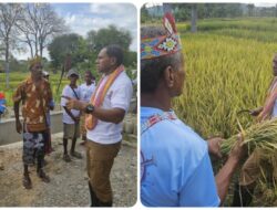 Petani Amanuban Selatan Undang Johni Asadoma untuk Panen Padi Bersama